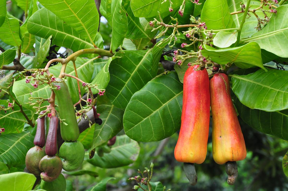 Die Cashewfrüchte hängen unten am dicken, roten Stiel.