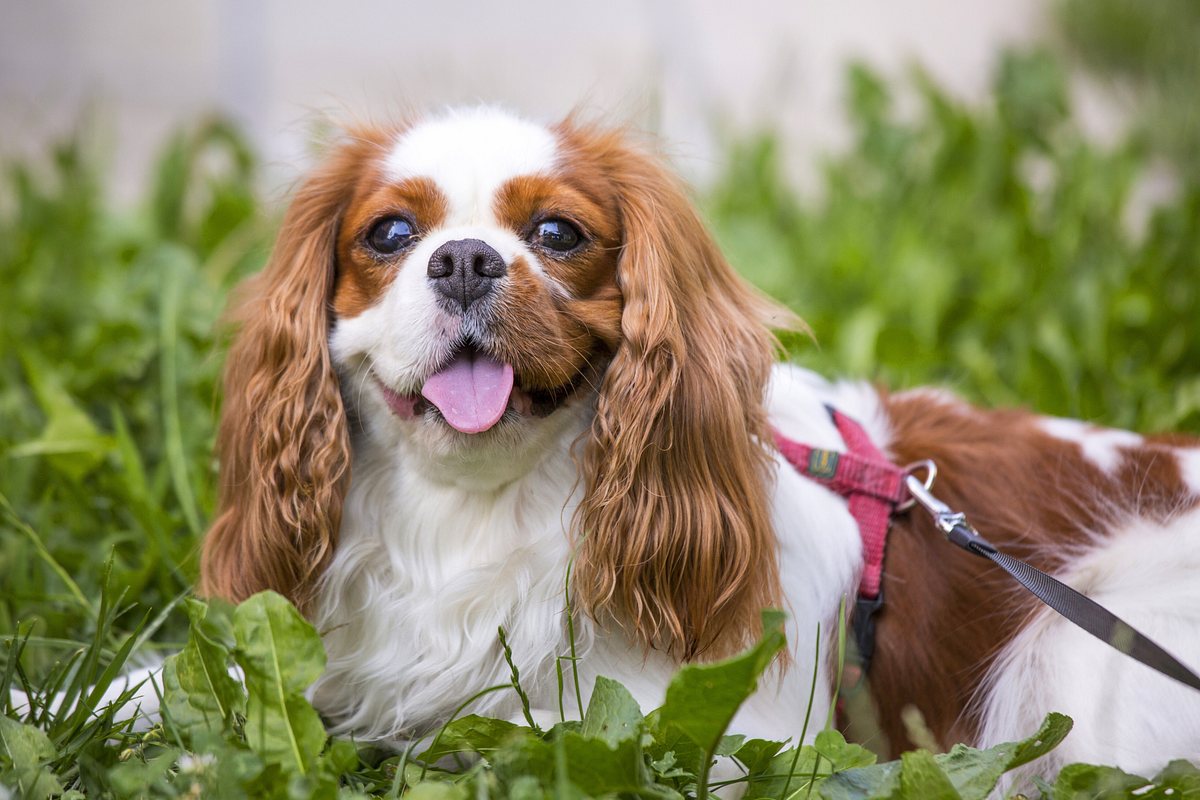 Cavalier King Charles Spaniel 