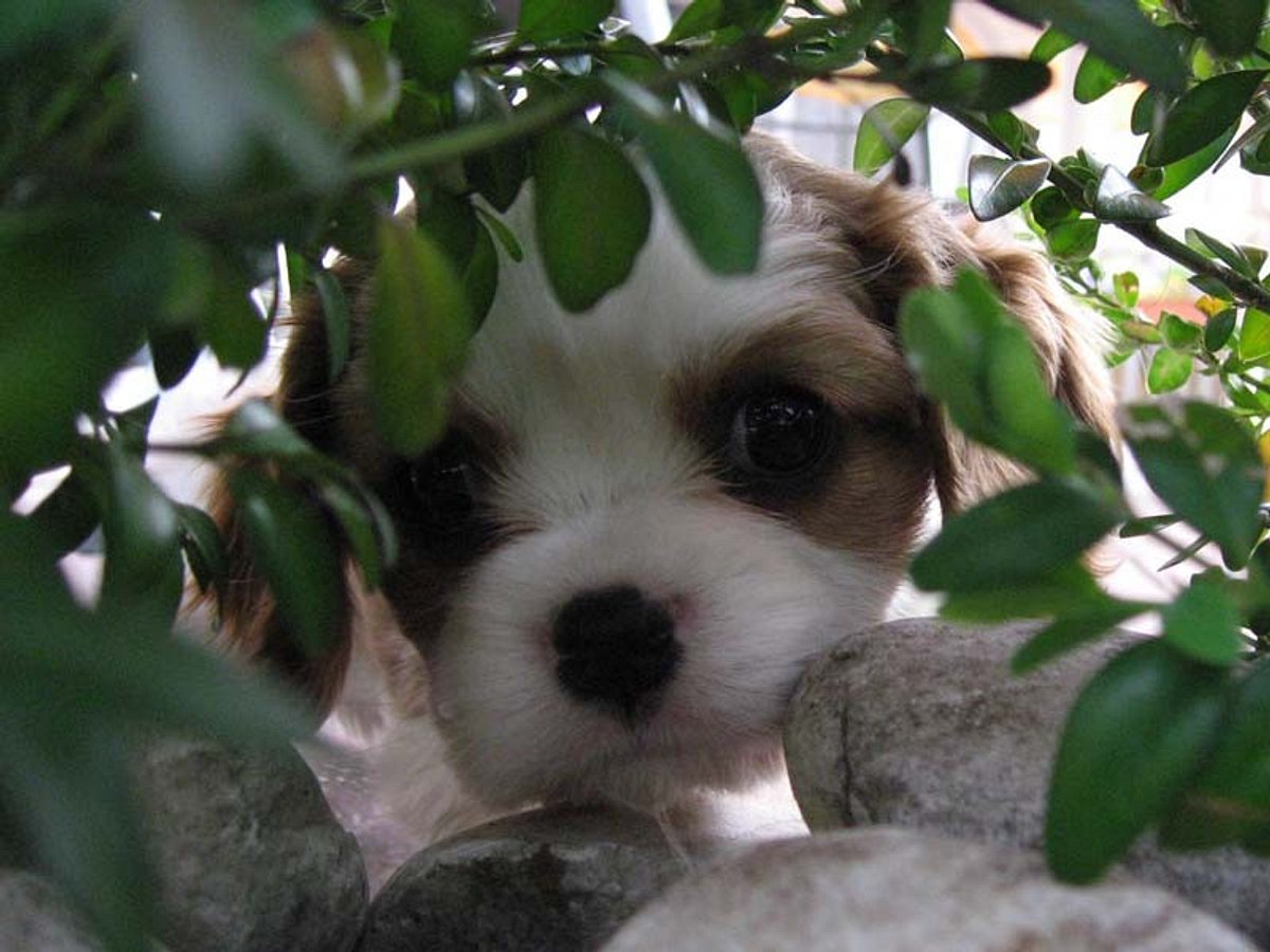 cavalier king charles spaniel