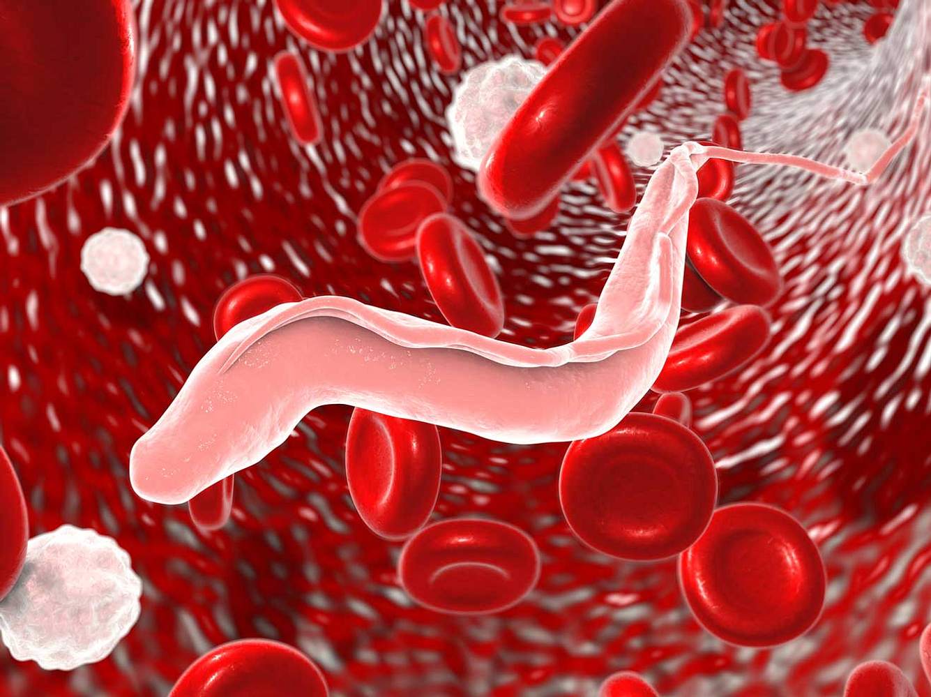 Die Chagas-Krankheit wird von Raubwanzen übertragen. Die Chagas-Krankheit wird von Raubwanzen übertragen.