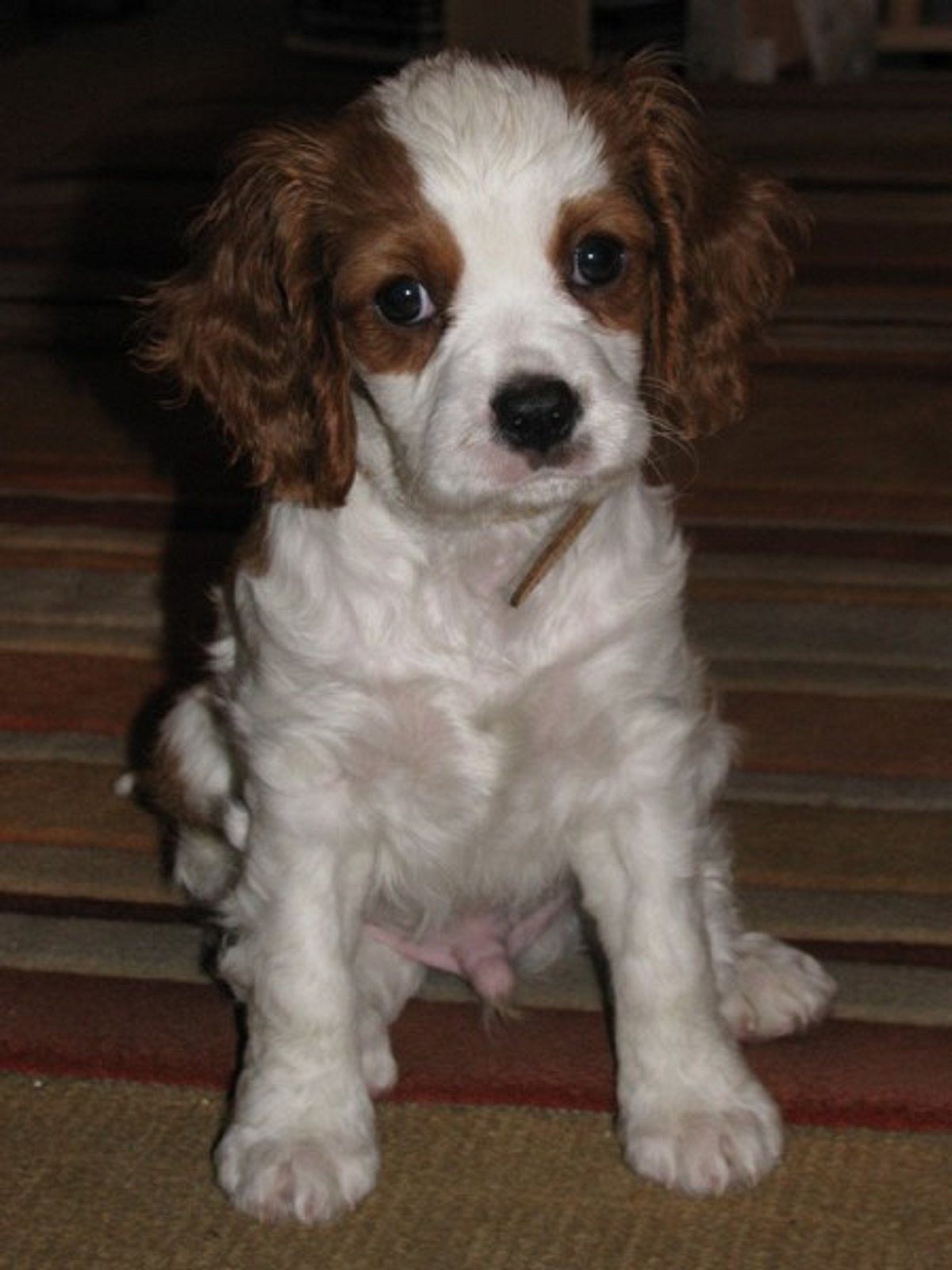 charlie cavalier king charles spaniel