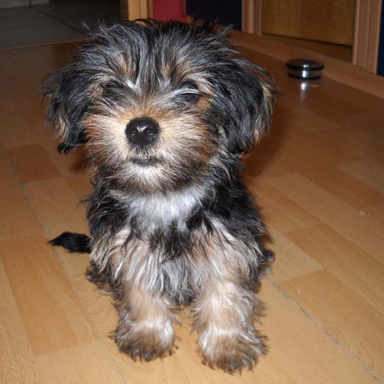 chico yorkshire terrier