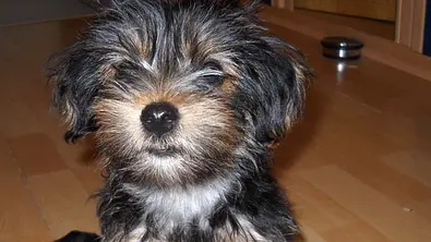 chico yorkshire terrier