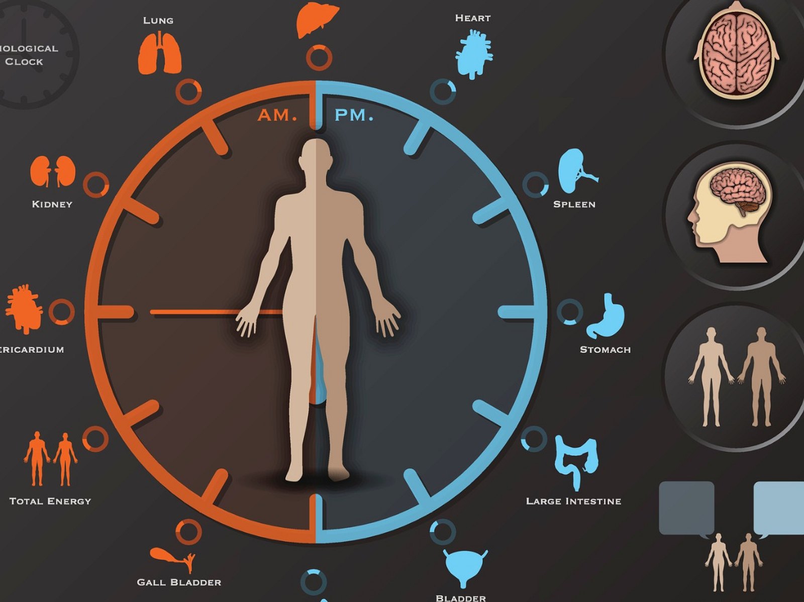 Здоровье про часы. Биологические часы. Биологические часы человека. Биоритм организма человека. Биоритмы органов человека.