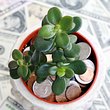 Der chinesische Geldbaum für dein Geldglück - Foto: iStock/Orchidpoet