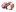 Chinesischer Knoblauch: Der Soloknoblauch hat nur eine Zehe und sieht eher aus wie eine Zwiebel