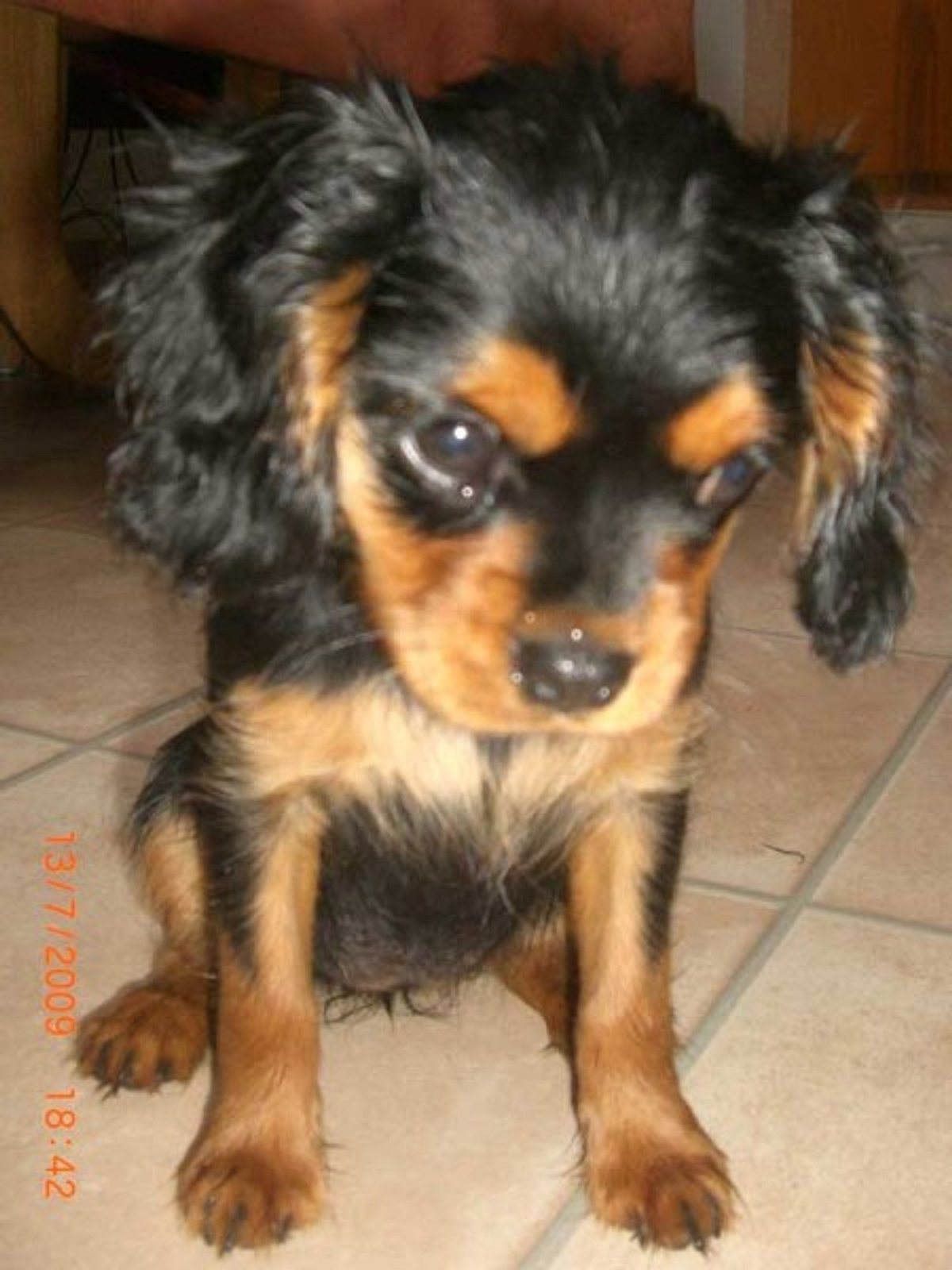 chippsy cavalier king charles spaniel