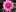 Chrysantheme: Die November-Blume