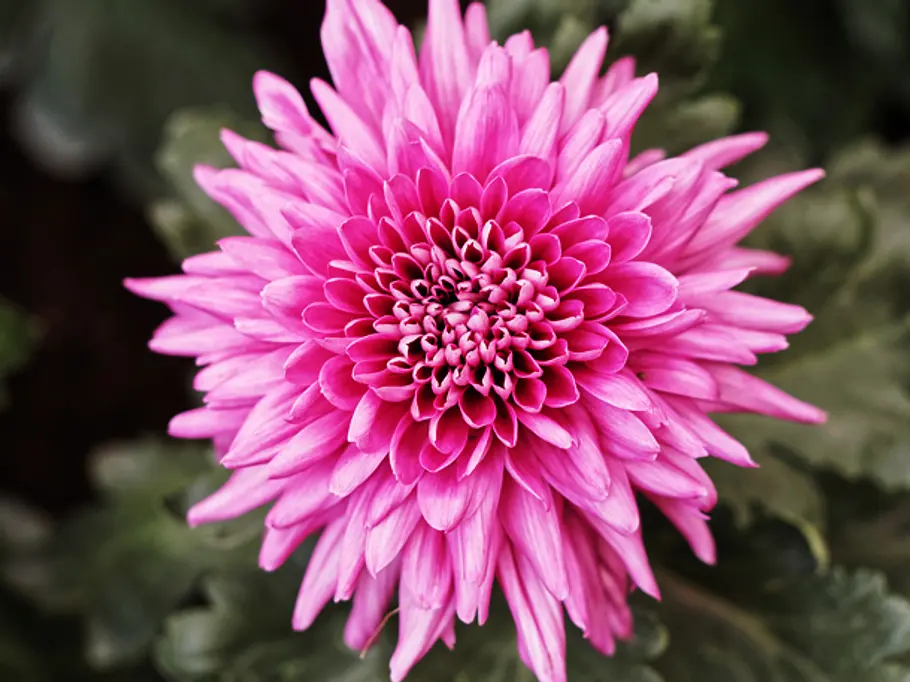 Chrysantheme: Die November-Blume Chrysantheme: Die November-Blume