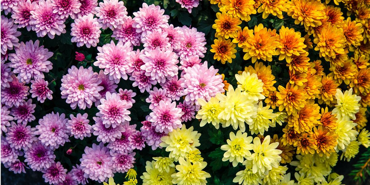 Chrysanthemen Bedeutung