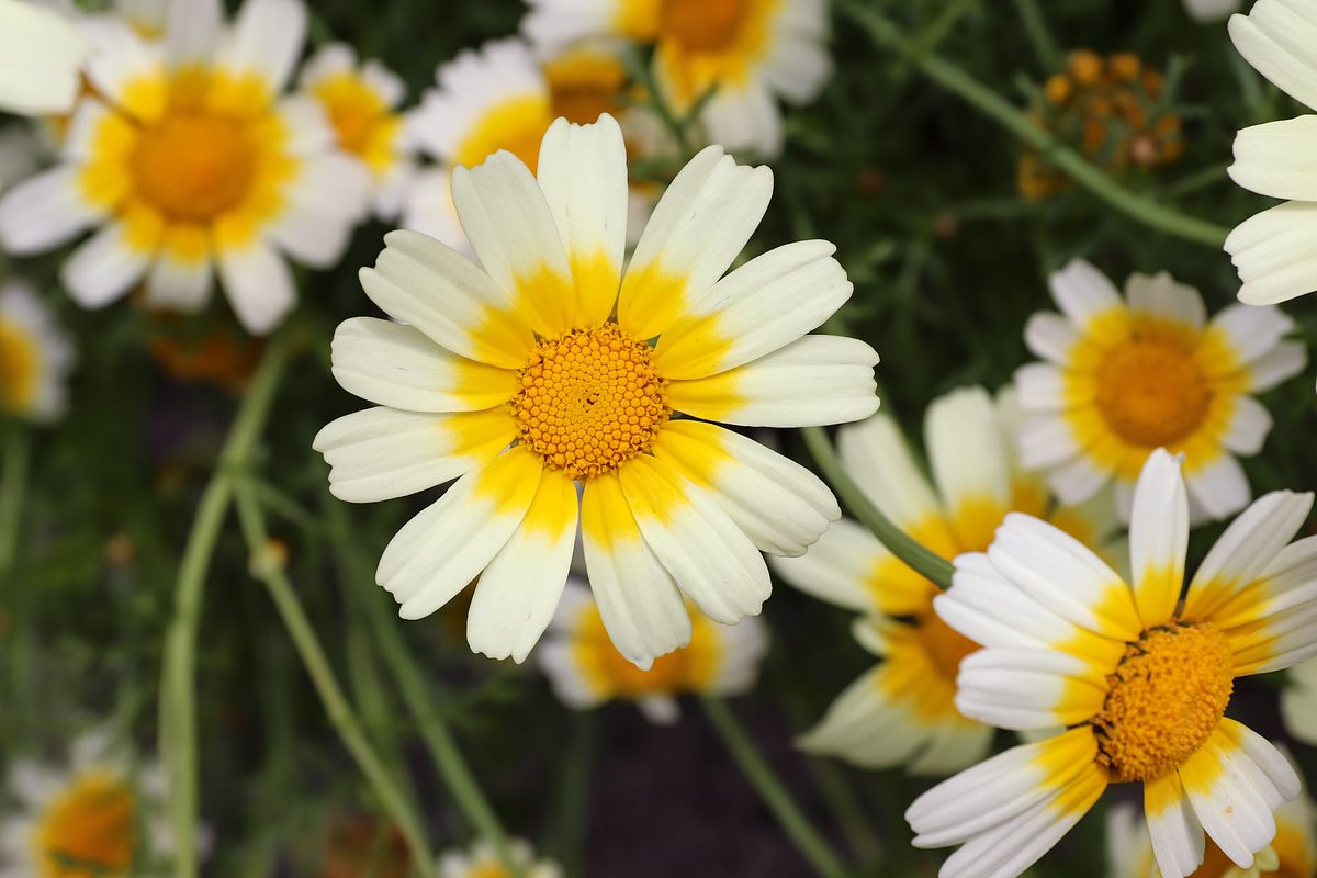 Die Speisechrysantheme ist lecker und vielfältig verwendbar.