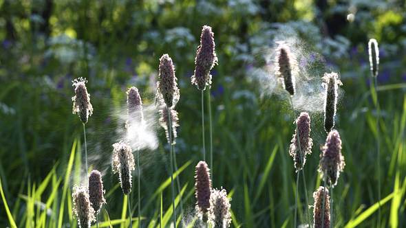 Fliegen die Pollen, kann das die Corona-Neuinfektionsrate erhöhen. - Foto: IMAGO / blickwinkel