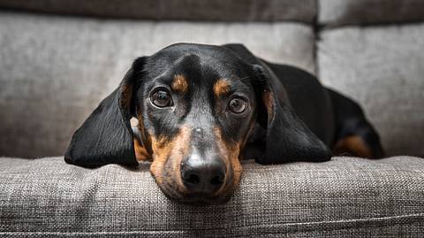 Ein Dackel auf einem Sofa - Foto: katerinasergeevna/iStock (Themenbild)