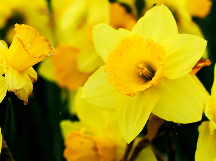 Narzisse: März-Blume Narzisse: März-Blume