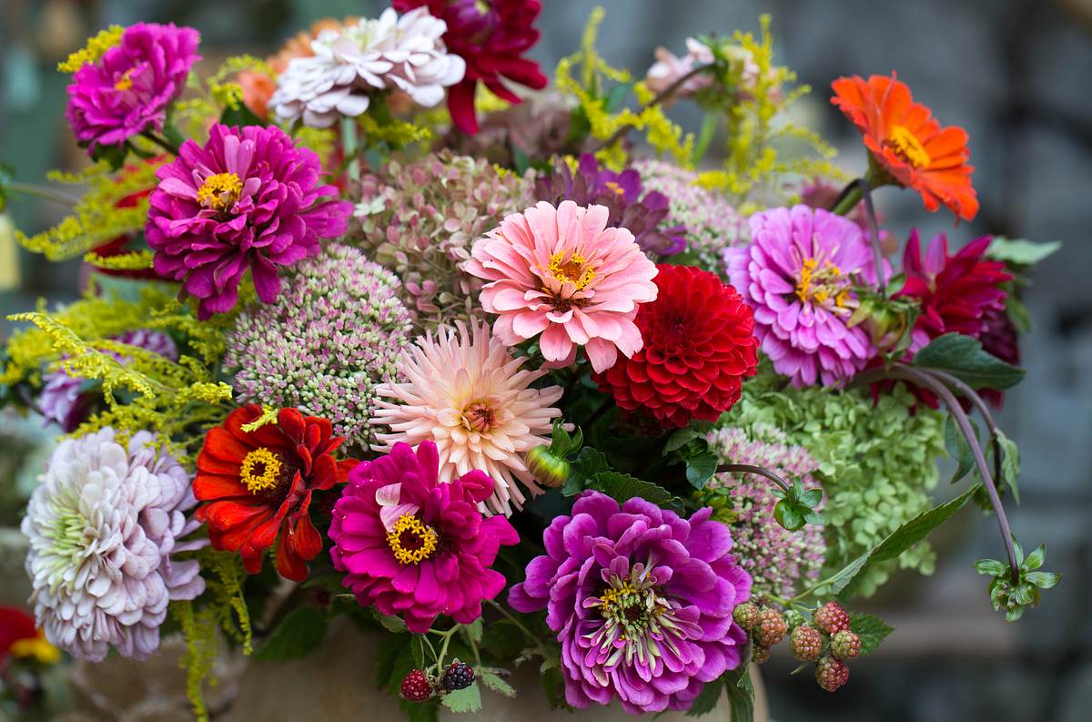 Dahlien sind leckere Blumen und für Salat oder Suppen geeignet.