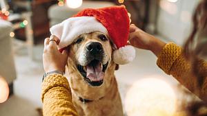 Haustier Weihnachten - Foto: mixetto/iStock