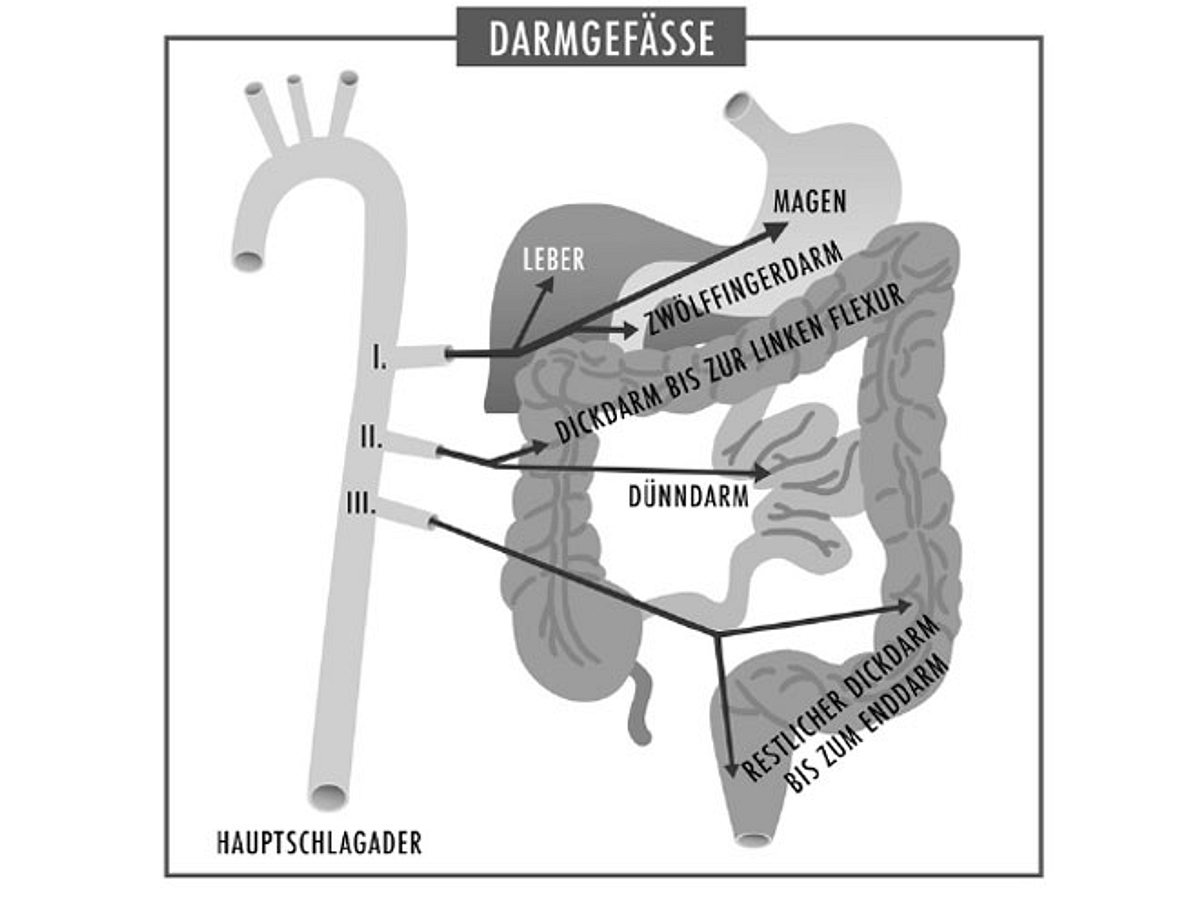 Der Darm ist ein komplexes und emfpindliches Organ.