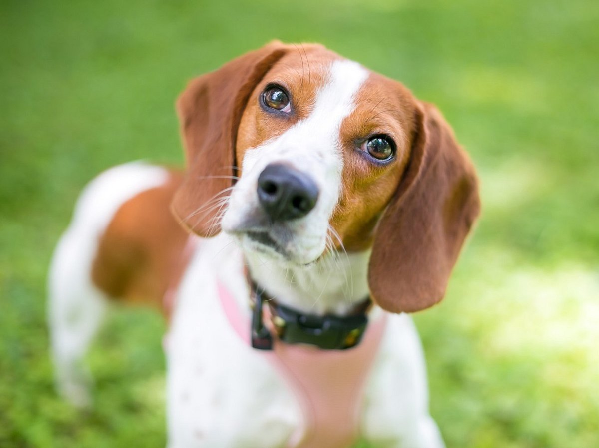 Das bedeutet es, wenn dein Hund den Kopf zur Seite legt, wenn du mit ihm sprichst