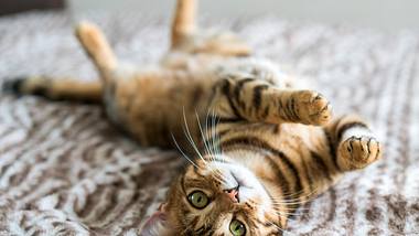 7 Dinge die deine Katze heimlich macht, wenn du nicht zu Hause bist - Foto: iStock/Ingus Kruklitis