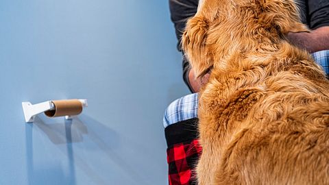 Viele Hunde folgen ihrem Herrchen sogar bis zum Klo. - Foto: cmannphoto/istock