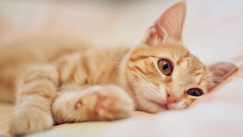 Deine Katze ist depressiv? Das kannst du tun - Foto: iStock/RalchevDesign