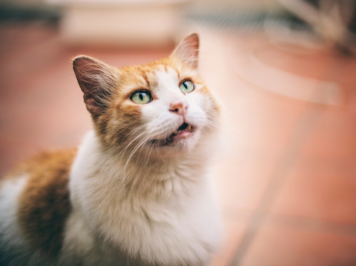 Deine Katze miaut, wenn sie sich sieht? Das ist der Grund dafür!