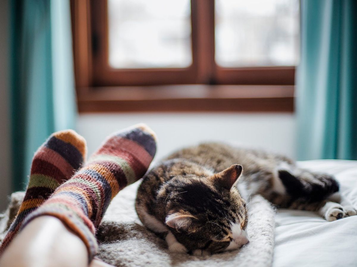 Deine Katze schläft gerne bei dir? Das ist der wahre Grund!