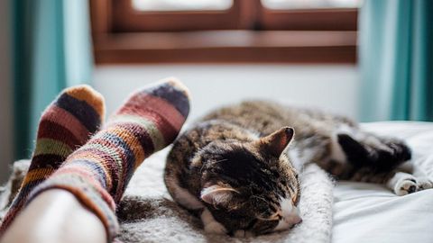 Deine Katze schläft gerne bei dir? Das ist der wahre Grund! - Foto: iStock/Linda Raymond