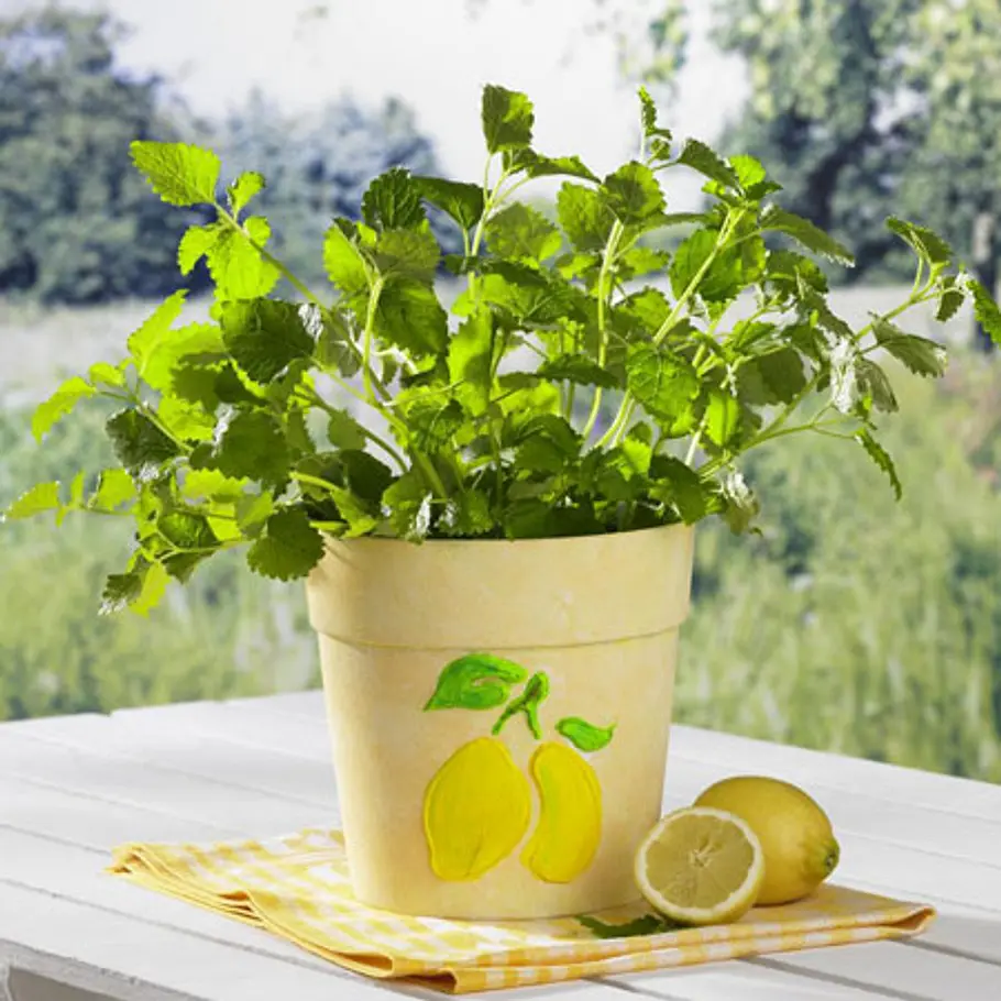 <p/><p><h2>DIY-Deko-Ideen mit Zitrone: Zitronenübertopf</h2></p><p>Ein schlichter Übertopf in zartem <b> <a href=/artikel/3015031/ansicht.html>Gelbton</a> </b> wird mit einem Zitronenmotiv zum sommerlichen Eyecatcher.</p><p><b>So gehts:</b></p><p>1. Di deko ideen zitrone