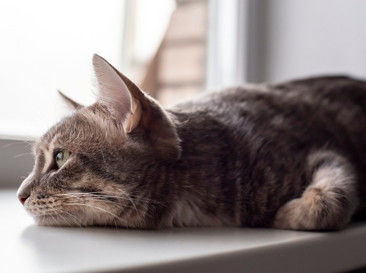 Depressionen bei Katzen: 5 Anzeichen, die zeigen, dass deine Katze depressiv ist