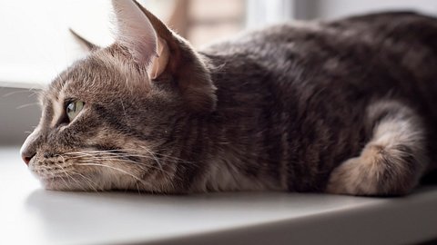 Depressionen bei Katzen: 5 Anzeichen, die zeigen, dass deine Katze depressiv ist - Foto: iStock/koldunova