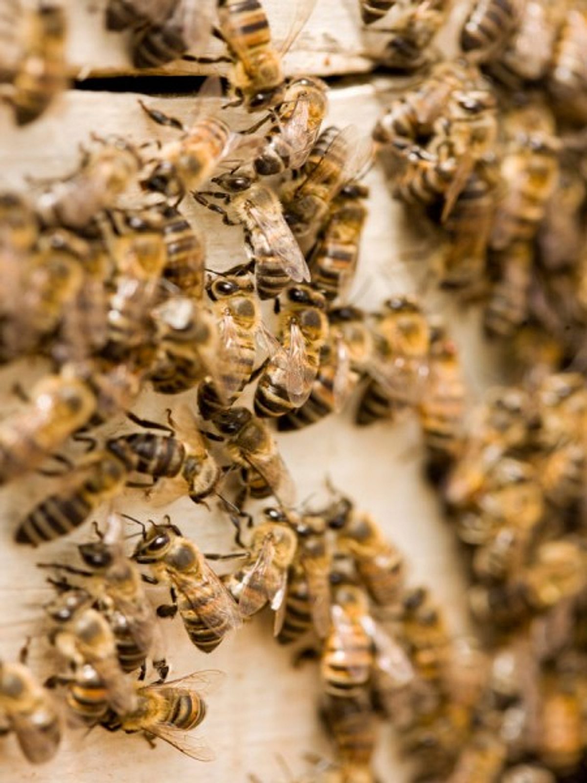 der wesentliche unterschied von bio honig liegt in der gewinnung behandlung und verarbeitung