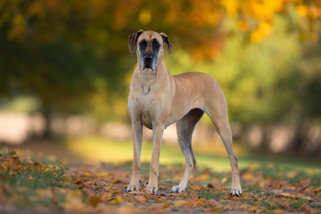 Deutsche Dogge Deutsche Dogge