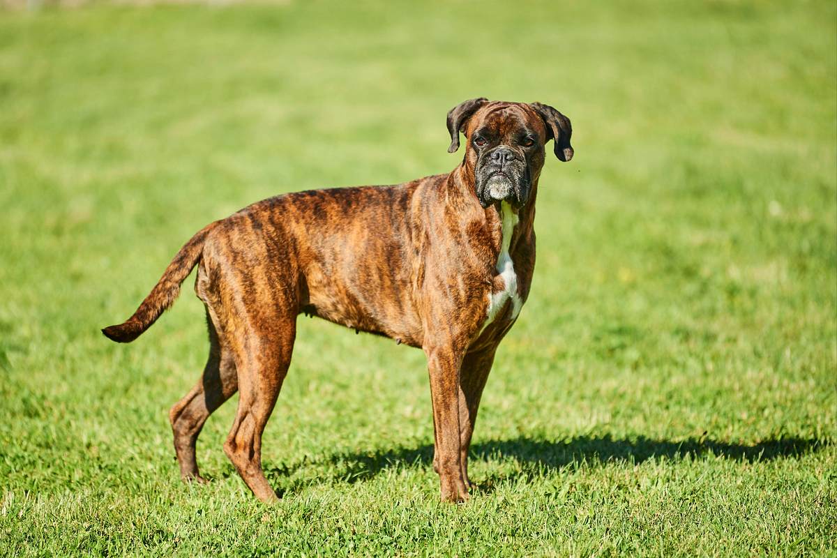 Deutscher Boxer