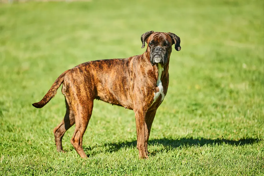 Deutscher Boxer