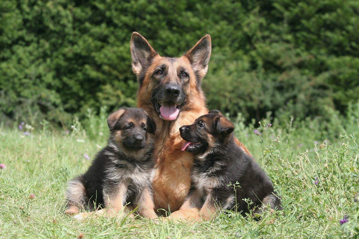 Deutsche Schäferhund 