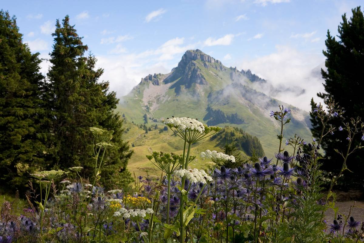 Wildkräuter auf einer Wildblumenwiese auf der Schynigen Platte im Berner Oberland. (Themenbild)