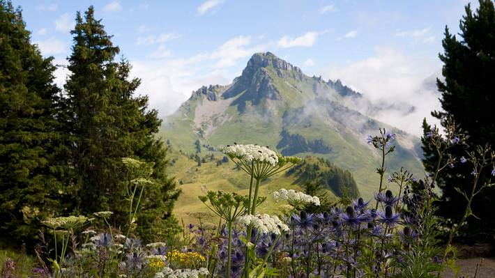 Wildkräuter auf einer Wildblumenwiese auf der Schynigen Platte im Berner Oberland. (Themenbild) - Foto: Will Perrett/iStock