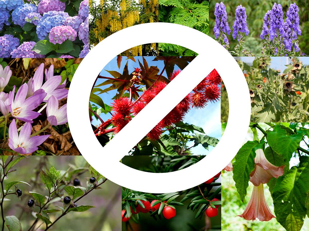 Die 10 giftigsten Pflanzen aus den heimischen Gärten.