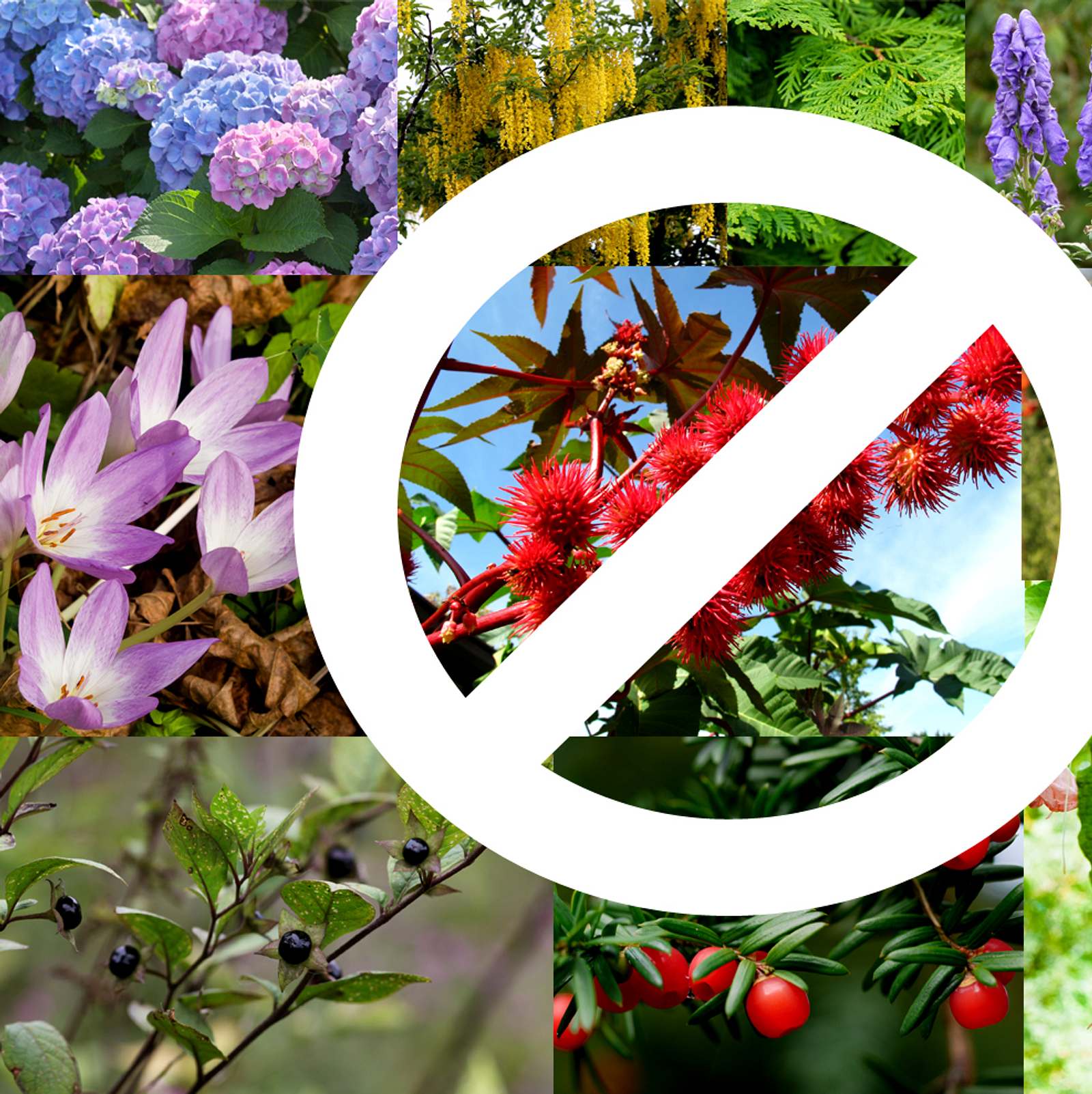 Die 10 giftigsten Pflanzen in deinem Garten | Wunderweib