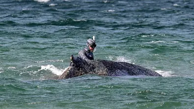 Wal Timmy liegt auf einer Sandbank beim Timmendorfer Strand. - Foto: IMAGO / Susanne Hübner