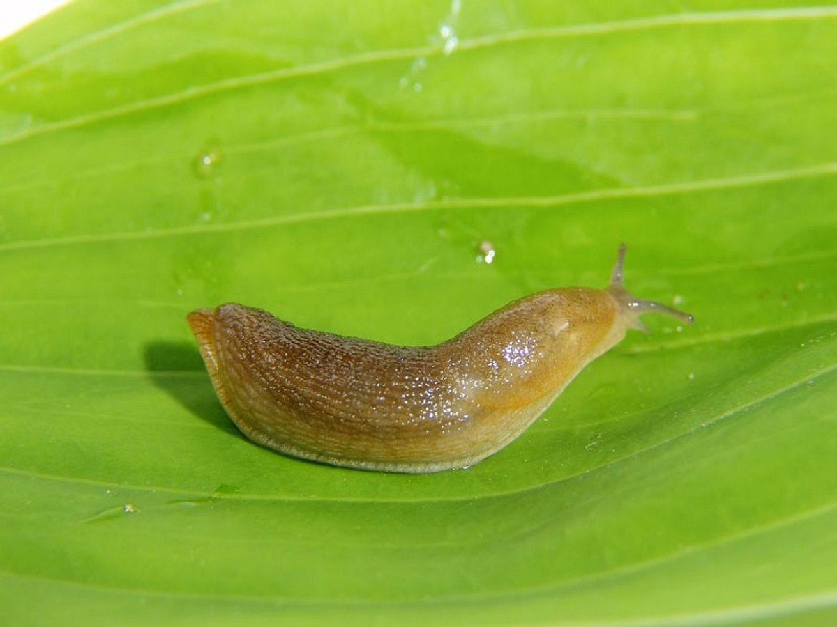 die schalenlose breitfussschnecke ist an einem ende weiblich und am anderen maennlich