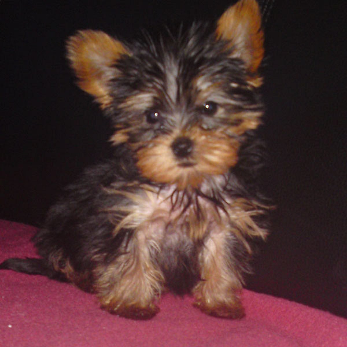 diego yorkshire terrier