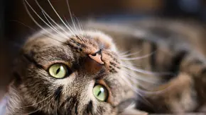 Deine Katze zeigt dir auf unterschiedlichen Wegen, dass sie dich mag. - Foto: Peresmeh/istock Deine Katze zeigt dir auf unterschiedlichen Wegen, dass sie dich mag. - Foto: Peresmeh/istock