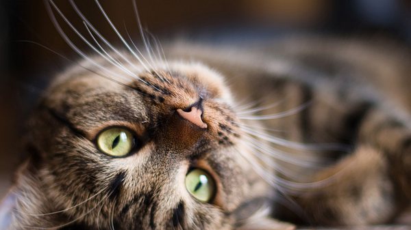 Deine Katze zeigt dir auf unterschiedlichen Wegen, dass sie dich mag. - Foto: Peresmeh/istock