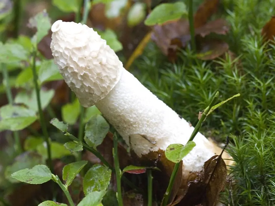 dinge die wie ein penis aussehen bild