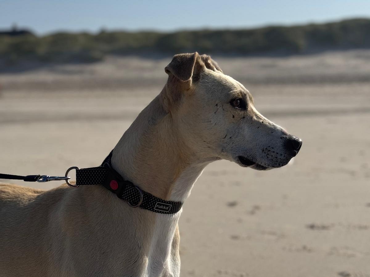 Djulio auf Sylt.