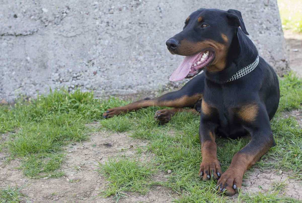 Dobermann schleudert Kind durch Garten - und das ist der Grund