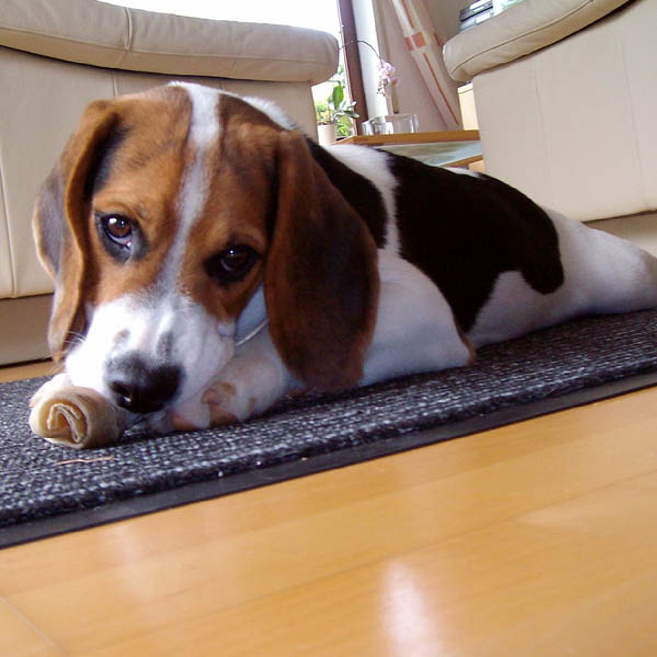 dux beagle