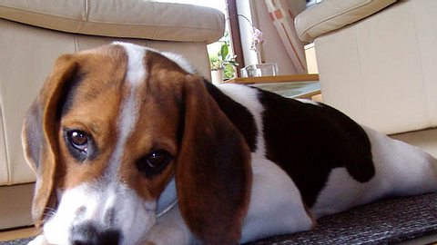 dux beagle